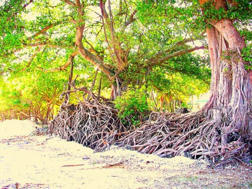 ނ.މިލަދޫ ރެދިންގެ ގައުފުނި
