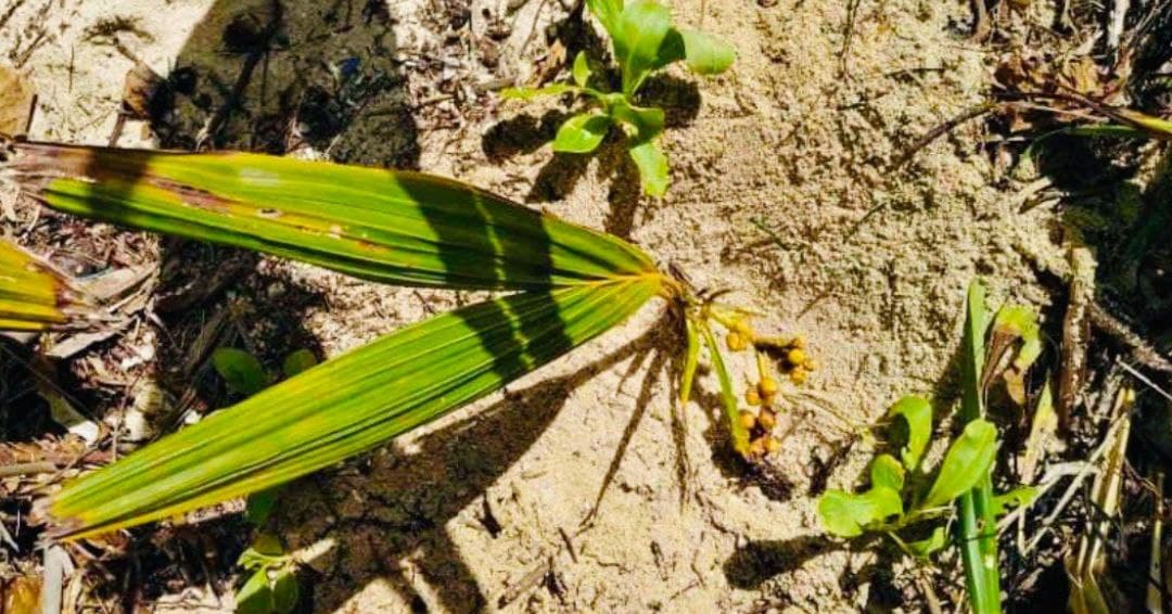 ފޮޓޯ: އާދަޔާޚިލާފަށް ކުޑަ ރުކެއް ފޯދިފަވަނިކޮށް ފެނުން