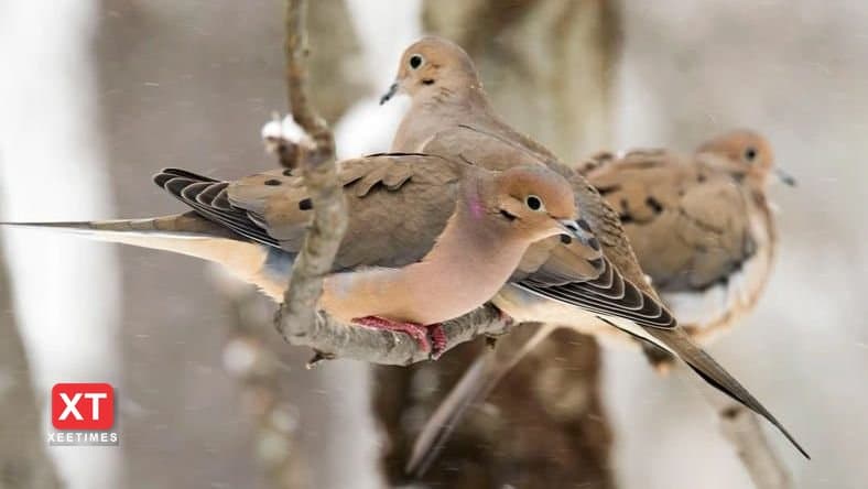  އެންމެ ގިނައިން ވަލުކޮތަރު އުޅެނީ ކޮންރަށެއްގައި؟