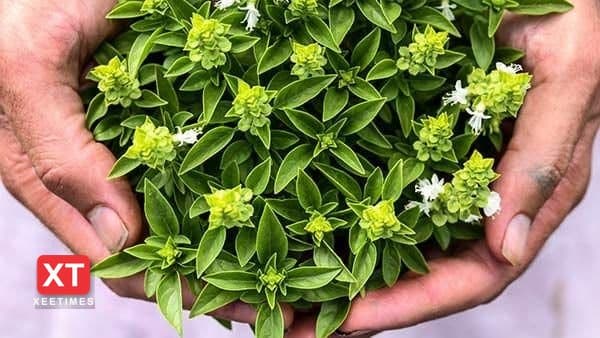 ގަނދަކޯޅި ފަތުގެ ވަހުން ސިކުނޑި އަށް ހަމަޖެހުން ލިބޭ!