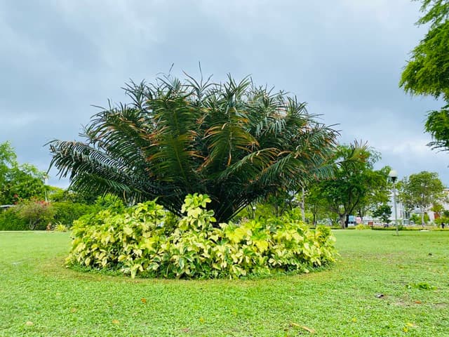 އިންސާނުންގެ މިސާލަކީ ހެދިބޮޑުވަމުންދާ ގަހެއްގެ މިސާލު!