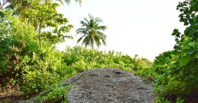 ކިނބިދޫ ވޭރު: ބައެއް އާޘާރީ ތަކެތި ވަނީ މާލޭ ދާރުލްއާޘާރުގައި!