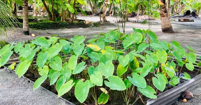 ފަރެސްމާތޮޑާގެ ގޭގޭގެ ގޯތިތެރޭގައި ކުޑަޖާގައެއްގައި އޮޅުއަލަ ހައްދަނީ
