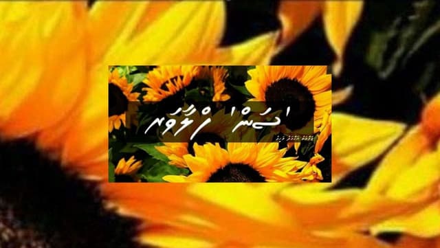ކުރު ވާހަކަ: 'ސަން' ފްލާވަރ