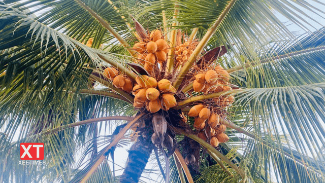 ކުރުނބާފެނުން ލިބިދޭ ފައިދާ