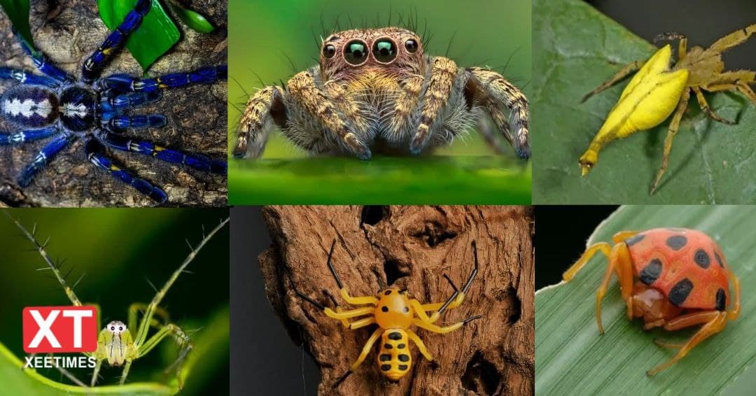 Upiya Insect ތަފާތު 15 ވައްތަރުގެ ފައިދިގުމަކުނު: އަންހެން މަކުނުގެ ޝައުގުވެރިކަން ...